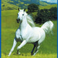 International Encylopedia of Horse - BooksOnHorses